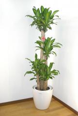 観葉植物 ドラセナ マッサンゲアナ(幸福の木) 10号 鉢、ラスターポット