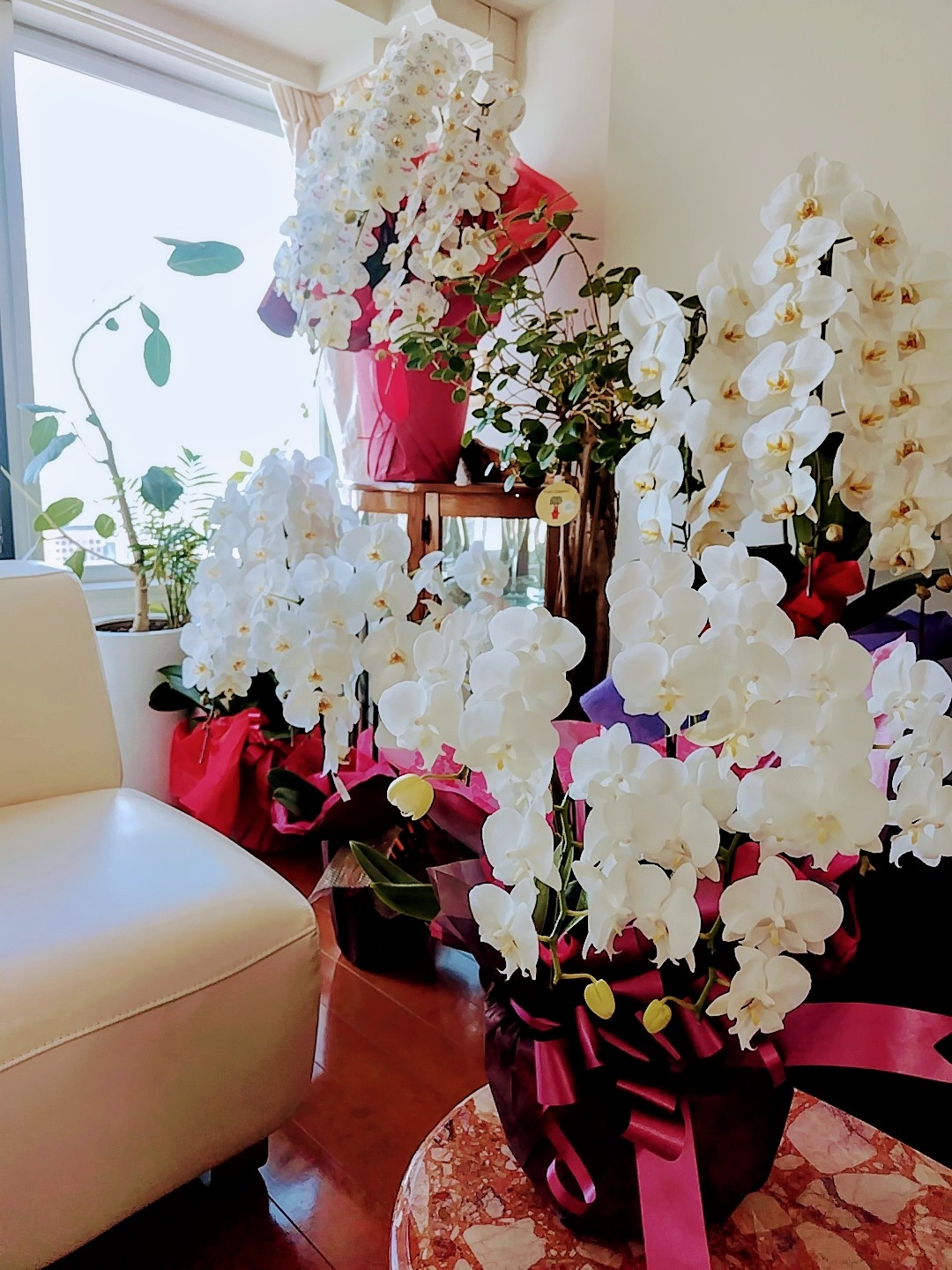 胡蝶蘭回収 (8個）