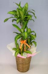 観葉植物 ドラセナ マッサンゲアナ(幸福の木 )8号 鉢 かご・受け皿付き